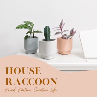House Raccoon